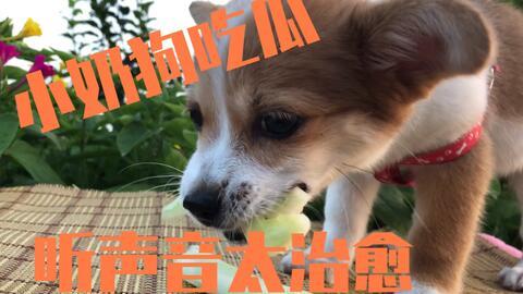 娱乐吃瓜酱小动物视频,小动物娱乐视频大盘点  第2张